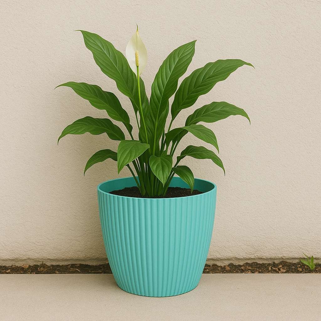 Rosy Pots