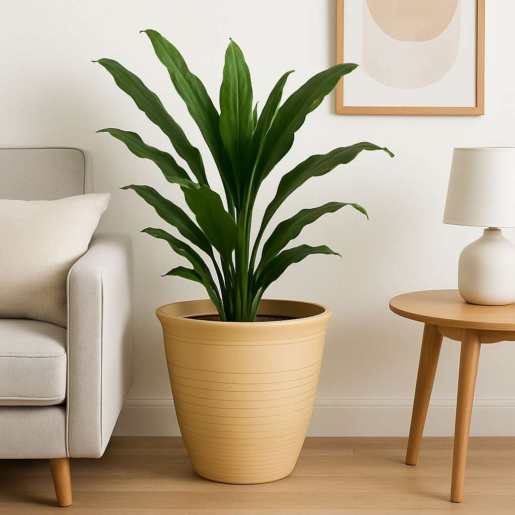 Mylo Pots