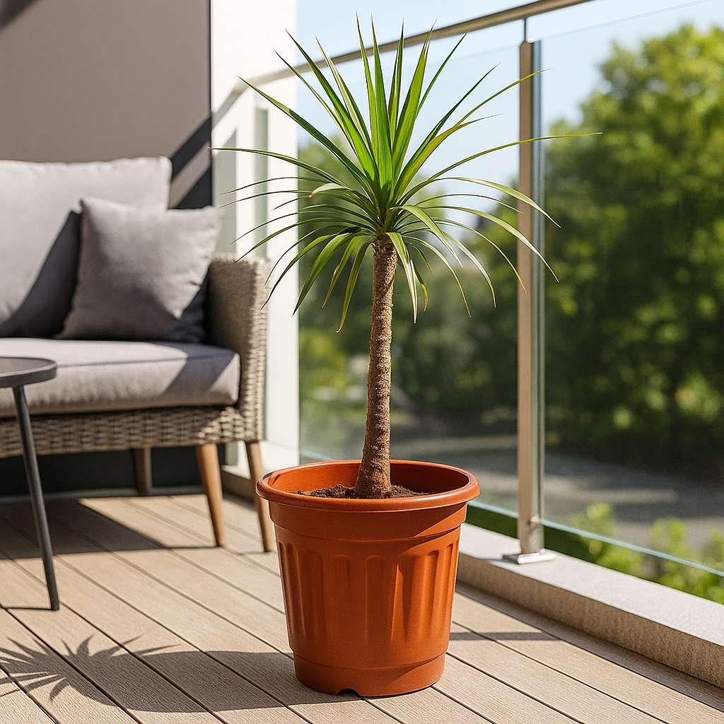 Sumo Nursery Pot