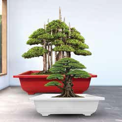 Square Bonsai Pots