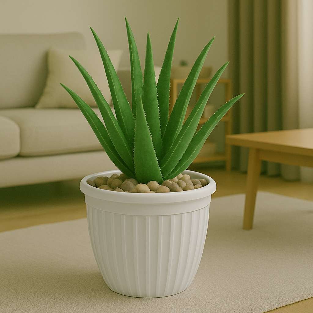 Lotus Pots