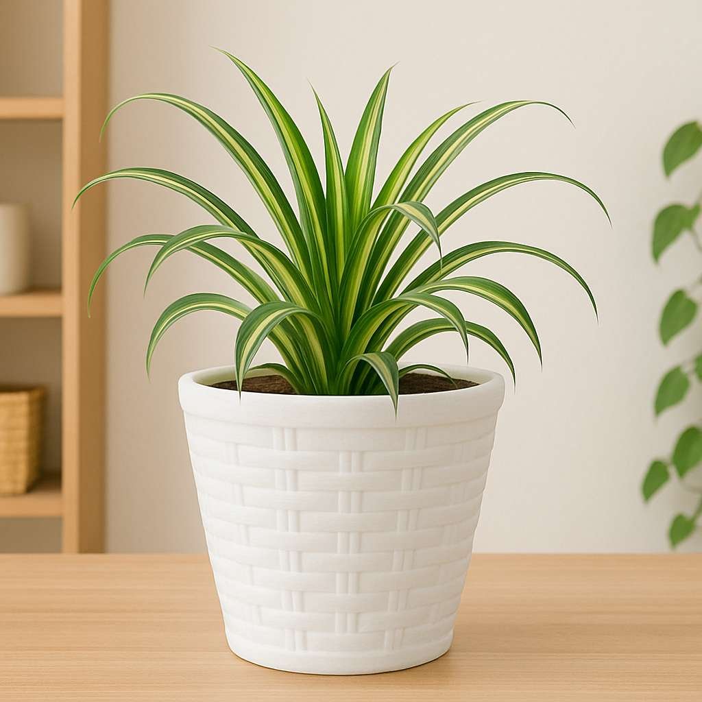 Stylo Pots