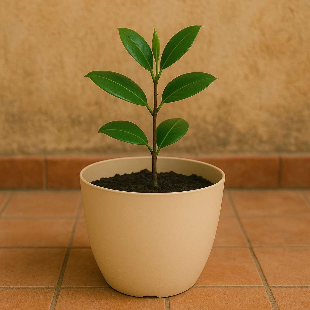 Orchid Round Pots