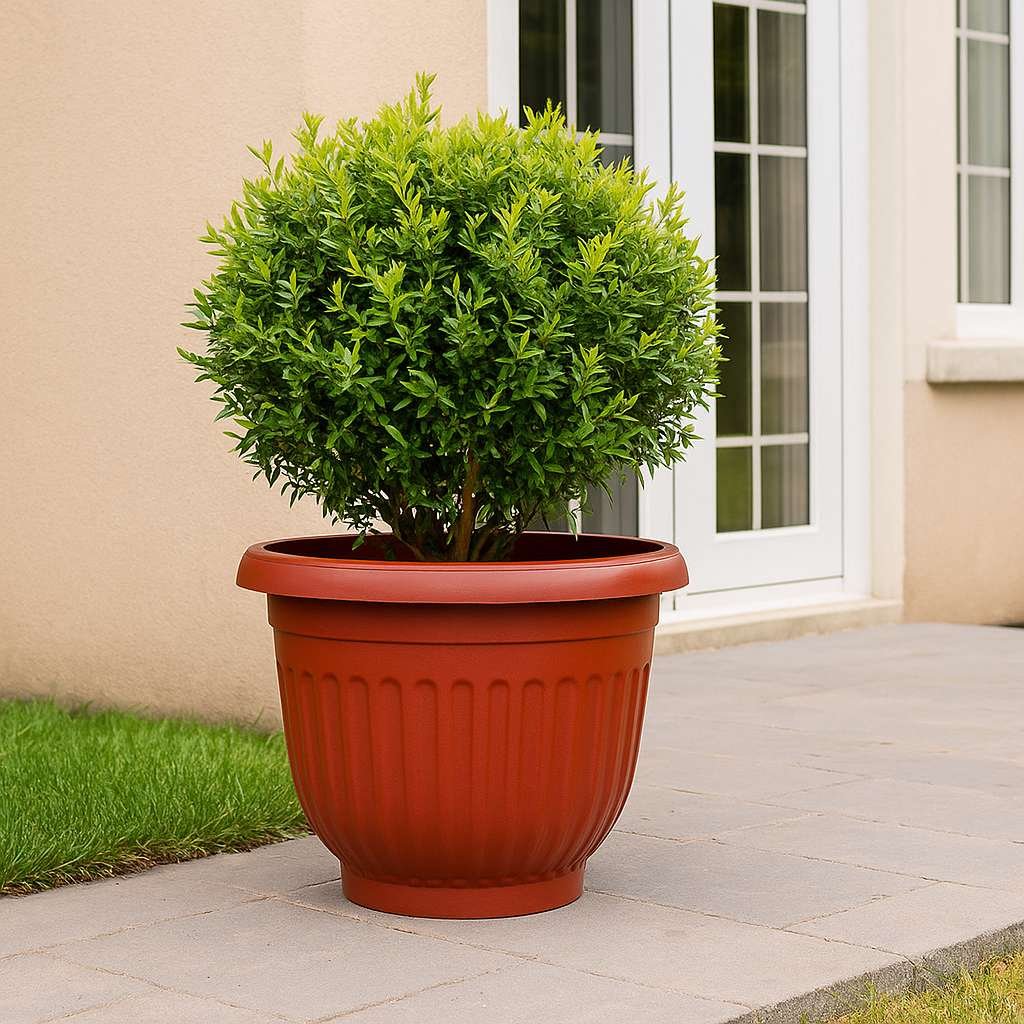 Olive Pots
