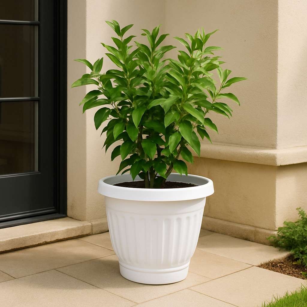 Olive Pots