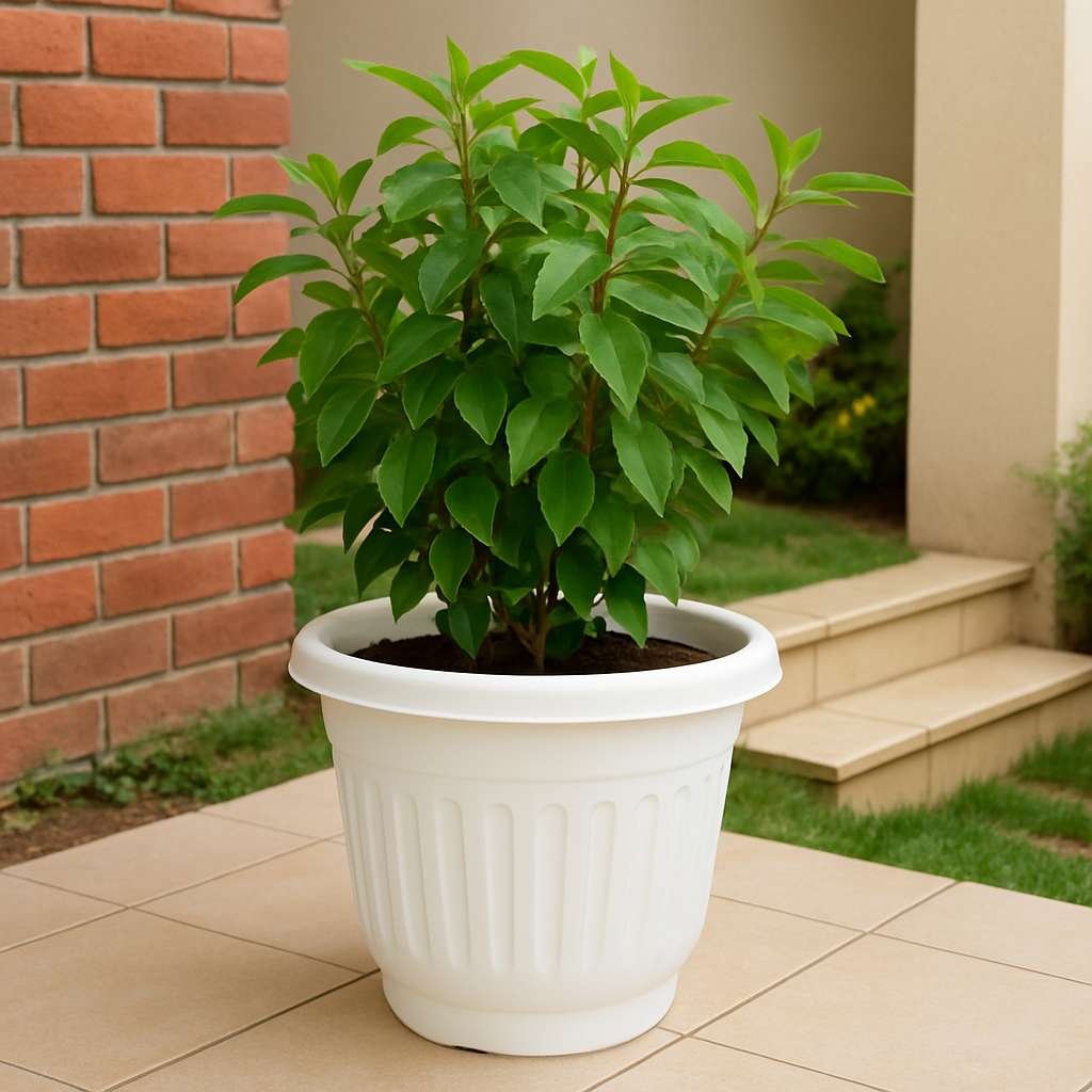 Olive Pots