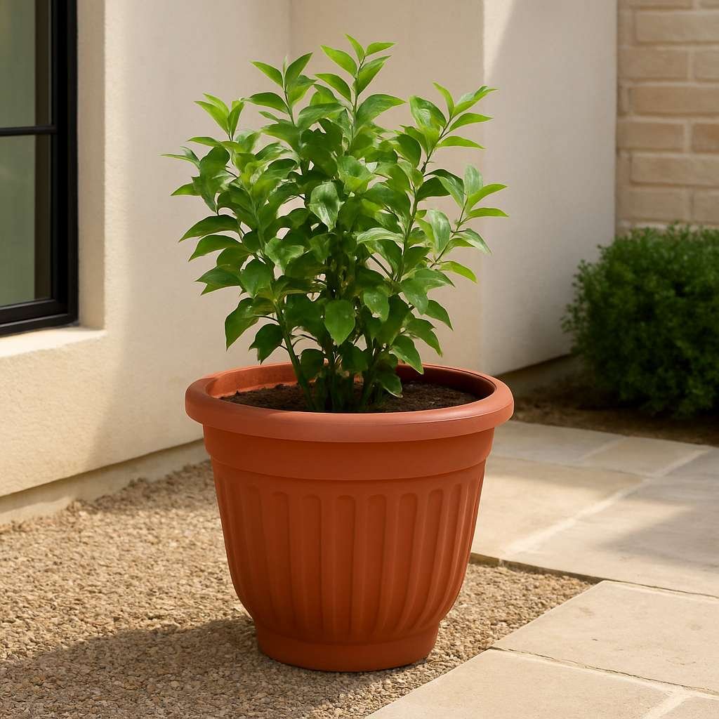 Olive Pots